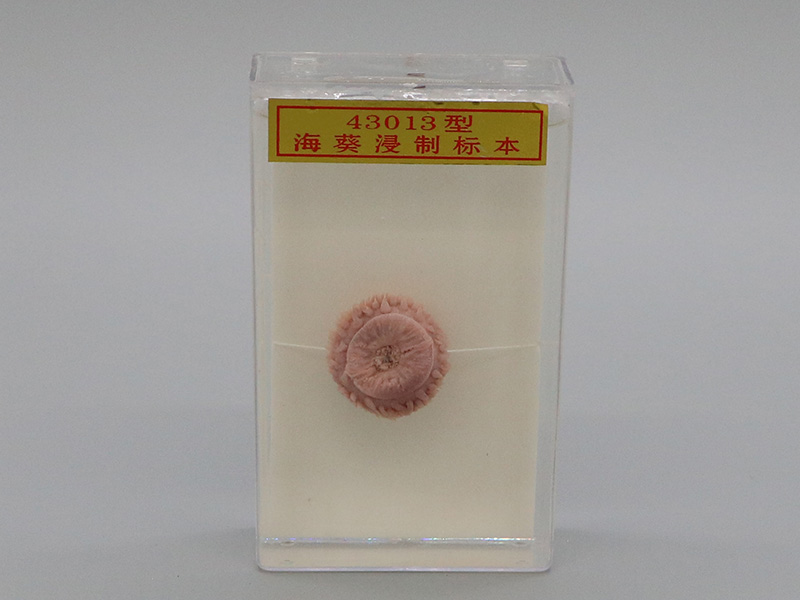 ?？茦?biāo)本1.jpg